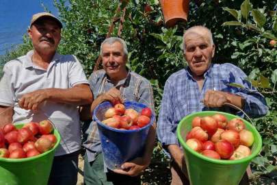 Karaman’da erkenci elma hasadı başladı: Rekolte yüksek
