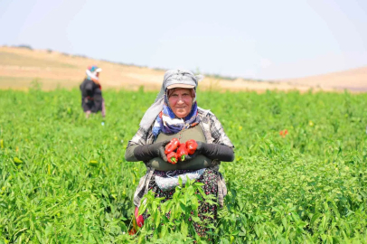 Kahramanmaraş’ta salçalık biber hasadı başladı

