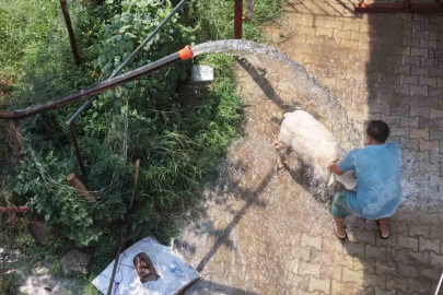 Adana’da 42 derece sıcaklıkta koyunları buzlu ve soğuk suyla serinletme
