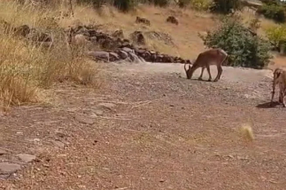 Malatya’da dağ keçileri görüntülendi
