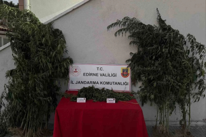 Edirne’de 52 kök kenevir ve 1 kilo 310 gram esrar ele geçirildi: Kenevirleri sularken suçüstü yakalandı
