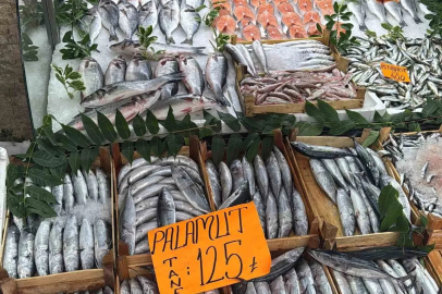 Tezgahta Palamut bolluğu
