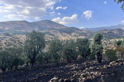 Siirt’te 5 ayrı noktada yangın alarmı: 4 bölgede söndürüldü, Çamtaşı’nda müdahale sürüyor
