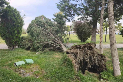 Van’da şiddetli rüzgar ağaçları ve kamelyaları devirdi
