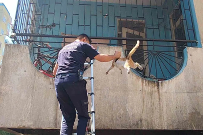 Yangından korkan hamile kediyi itfaiye kurtardı
