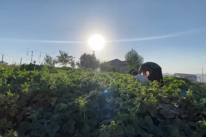 Ağrı’da bostanların bereketi kışa taşınıyor
