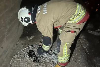 İskenderun ve Arsuz’da mahsur kalan hayvanlar kurtarıldı
