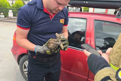 Otomobilin motoruna yavru kedi girdi, telefondan açılan anne kedi sesiyle kurtarıldı
