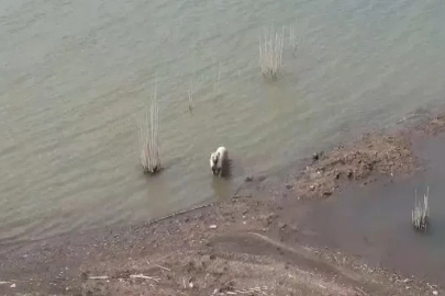 Aşırı sıcaktan bunalan köpeklerin baraj keyfi
