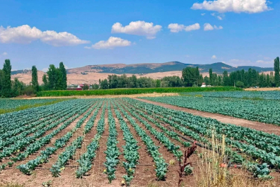 Sinanpaşa’da brokoli üretim alanlarında tarla kontrolleri gerçekleştirildi
