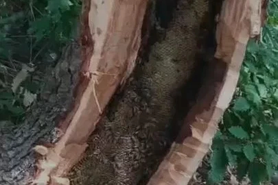 Bingöl’de ağaç kovuğundan kilo kilo bal çıktı
