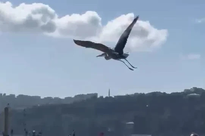 Balıkçıl kuşu vatandaşların ilgi odağı oldu
