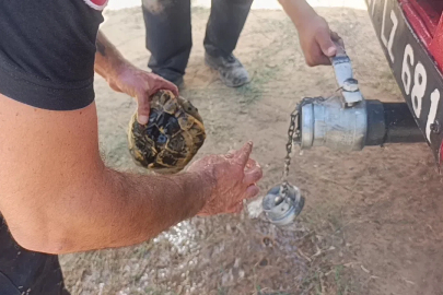 Alevlerden korunmak için kendini toprağa gömmeye çalışan kaplumbağayı ekipler kurtardı
