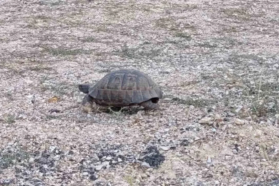 Kara yoluna çıkan kaplumbağa için araçları durdurdular
