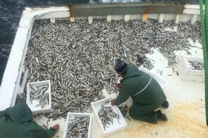 Karadeniz’de sezonun ilk balık avı: Ağlardan mezgit çıktı
