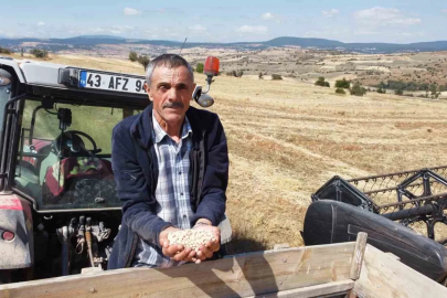 Yerli nohut çeşidinde hasat zinciri büyüyor
