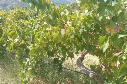 Buldan’da 2 ton üzüm hırsızlığının şüphelileri yakalandı
