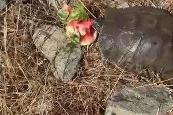Kaplumbağaya su bulamayınca karpuz ikram etti
