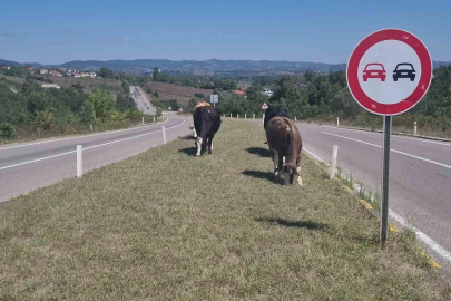 Kara yoluna çıkan başıboş hayvanlar tehlike saçıyor
