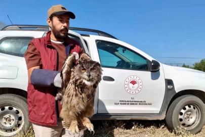 Yaralı puhu kuşu koruma altına alındı
