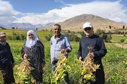 Coğrafi işaretli kuru fasulye hasadı başladı
