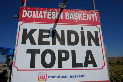 Ayaş domatesi hasadında yeni dönem: Vatandaş tarlaya gidip kendi topluyor
