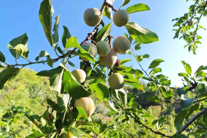 Manisa’da 138 yıllık lezzette hasat başladı

