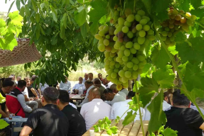 Batman’da mezrone üzümü için tarihi adım: Bağlıca köyünde kooperatifleşme heyecanı
