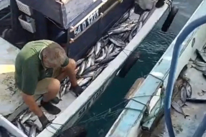 Akçakoca açıklarında palamut bereketi: Tekneler dolu dönüyor
