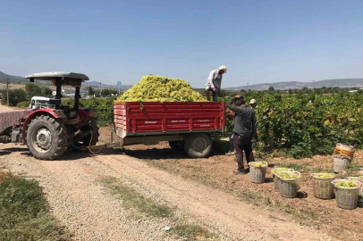 Güneyli üzüm üreticilerinden alıcılara fiyat tepkisi
