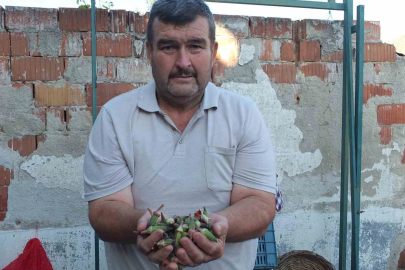 Burhaniye’de kınalı bamya ilgi gördü
