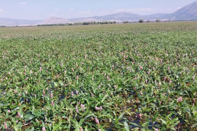 Işıklı Gölün 12 kilometrelik yeni rota doğaseverleri bekliyor
