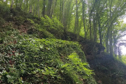 Fındık toplarken uçuruma yuvarlanan şahıs hayatını kaybetti
