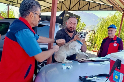 Çay’da evcil hayvanlara kimliklendirme ve kuduz aşısı yapıldı
