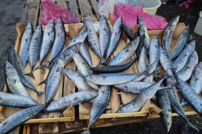Tekirdağ’da palamut 75 TL’ye kadar düştü
