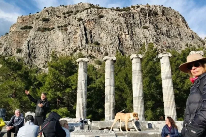 Doğaseverler, Anadolu’nun Pompeisi Priene Antik Kenti’ne dikkat çekti
