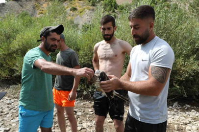 Ağaca çarpıp suya düşen kızıl şahin kurtarıldı
