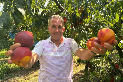 Ağustosta tarlada 10 liraya kadar düşmüştü, dalında 40 lirayı gördü
