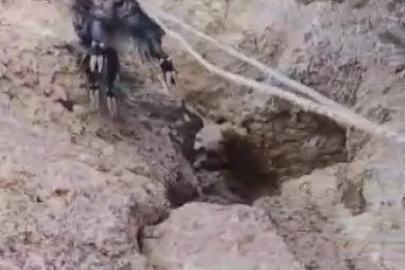Kayalıklarda mahsur kalan keçiler kurtarıldı
