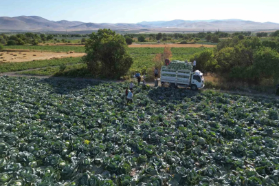 Niğde’de üreticilerin beyaz lahana hasat mesaisi başladı
