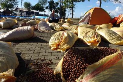Giresun’da fındık kurutma telaşı yağmura takıldı

